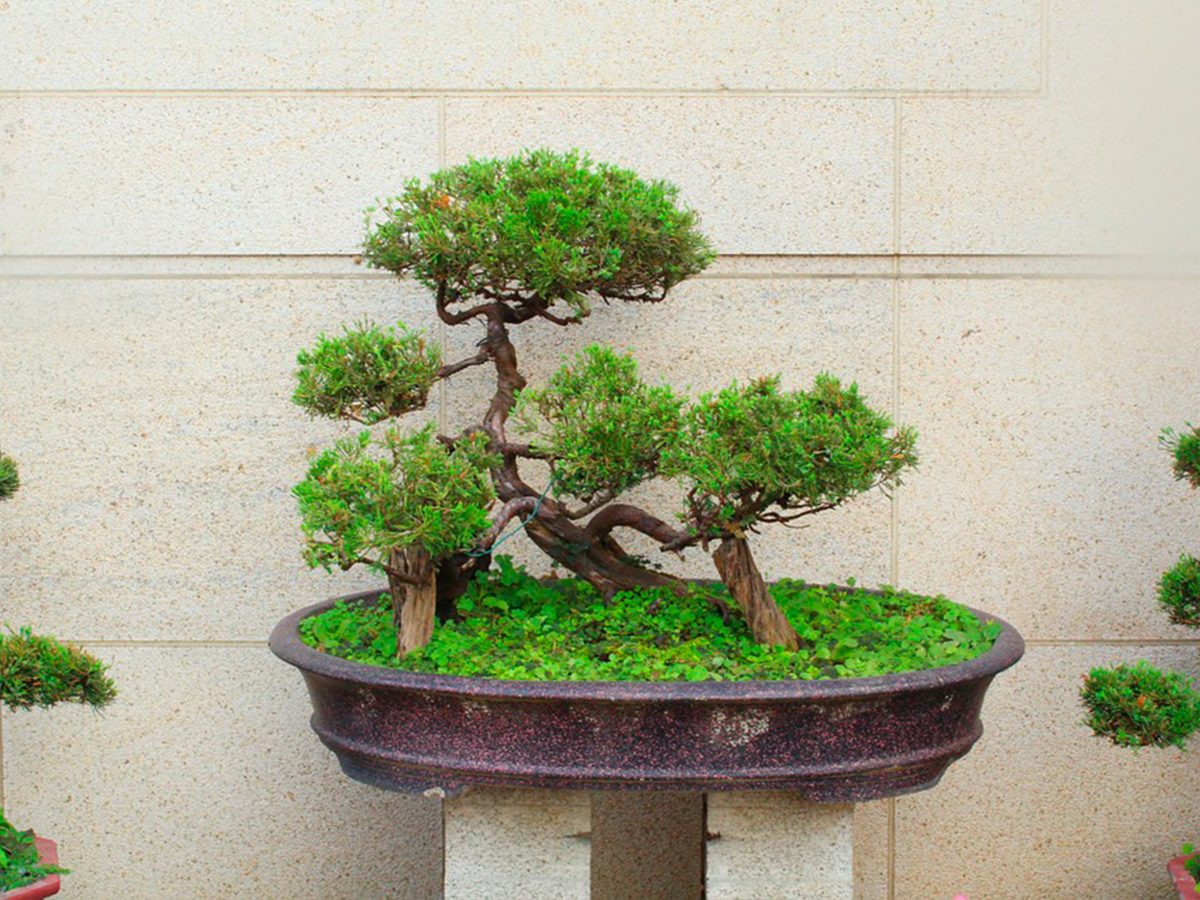 Que es un Bonsai Hiroki Bonsai